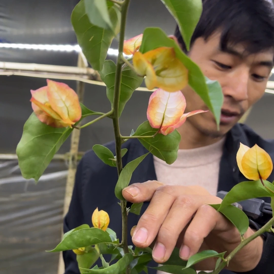 全部花苞（浅彩虹）三角梅会落花落叶甚至光杆苗有大有小