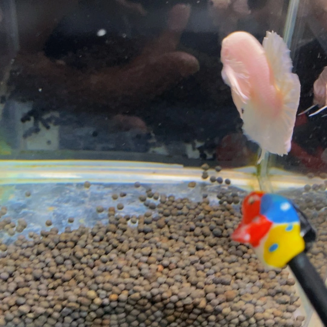 斗鱼302巨斗111111