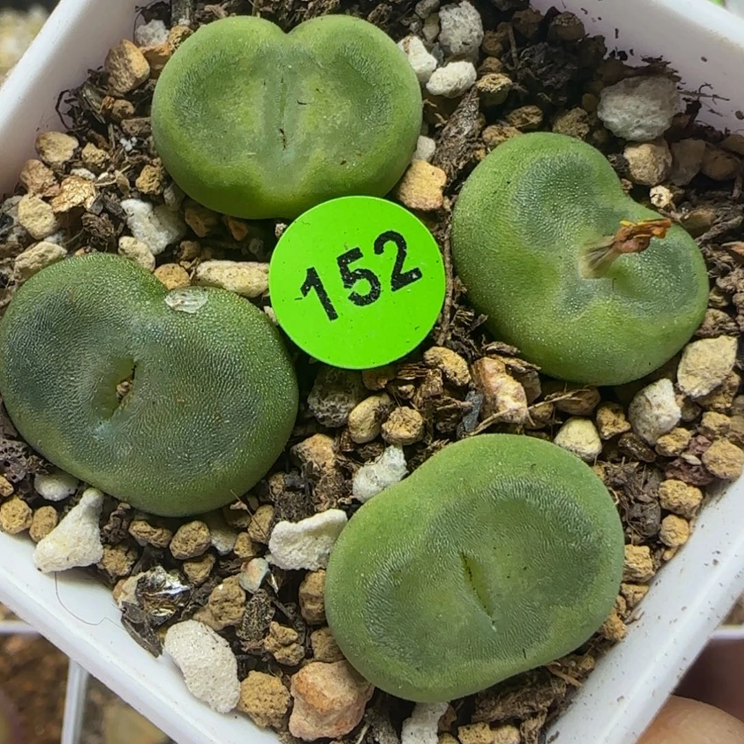 水晶鞋1.7-1.9多肉植物152