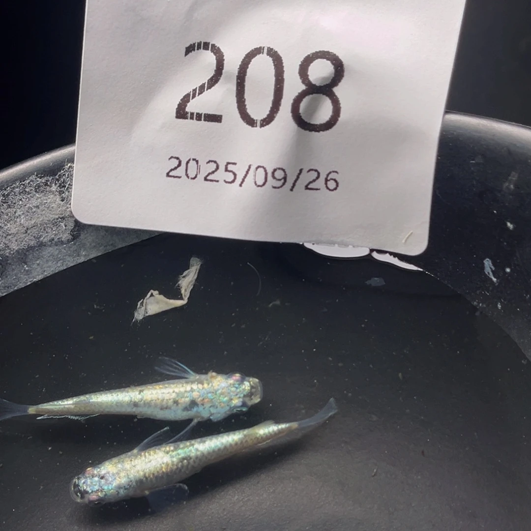 青鳉208机械春一对