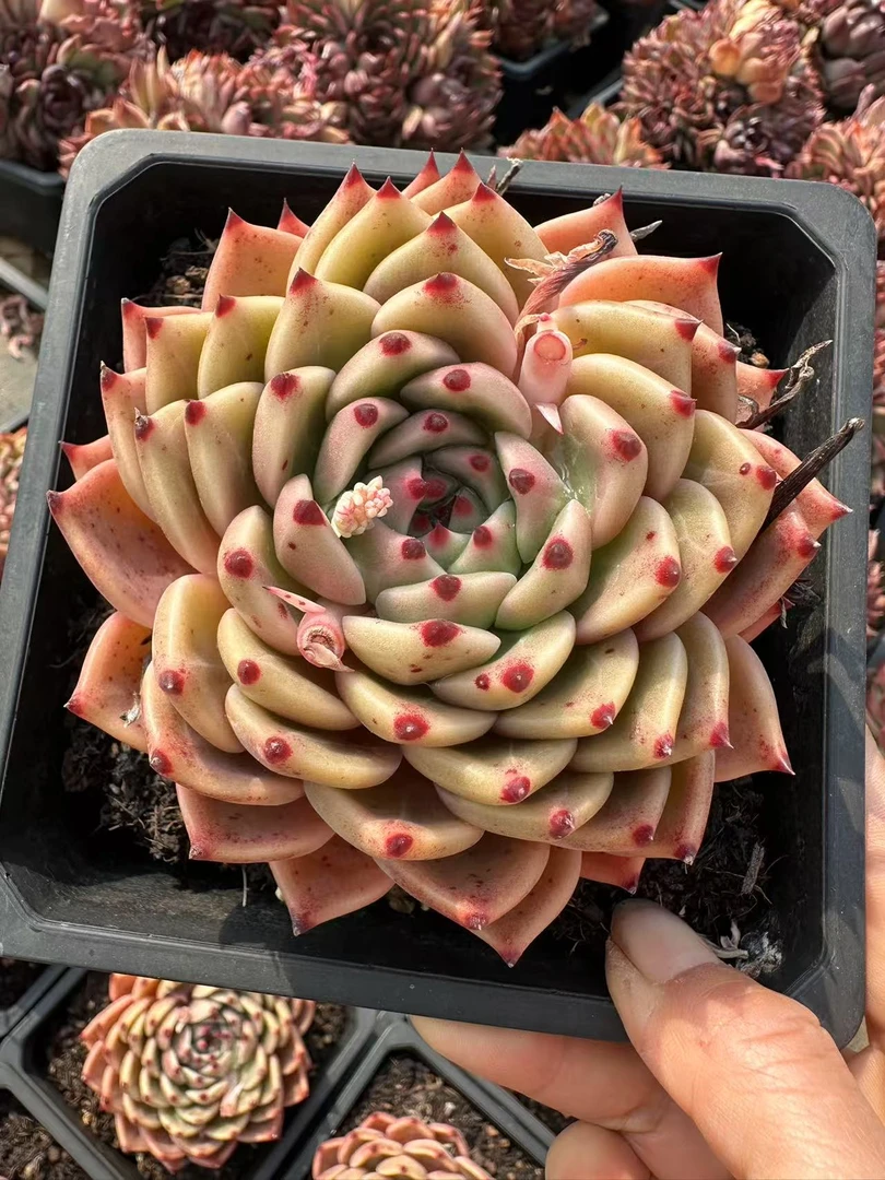 15#果冻冰舞情人节宠粉版多肉植物  前男友精品多肉