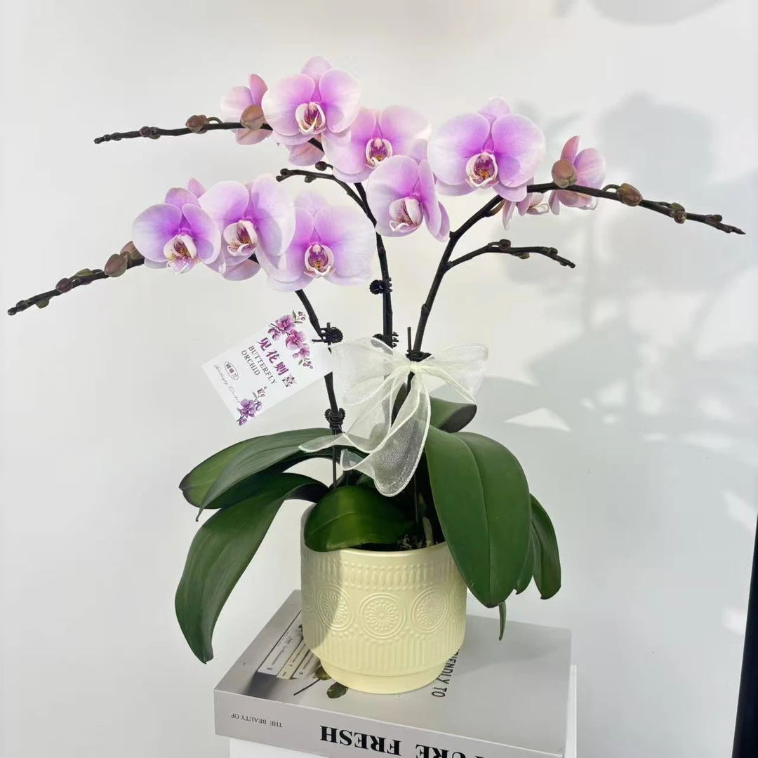 【梦幻情人】蝴蝶兰稀有粉紫色系高端室内花卉