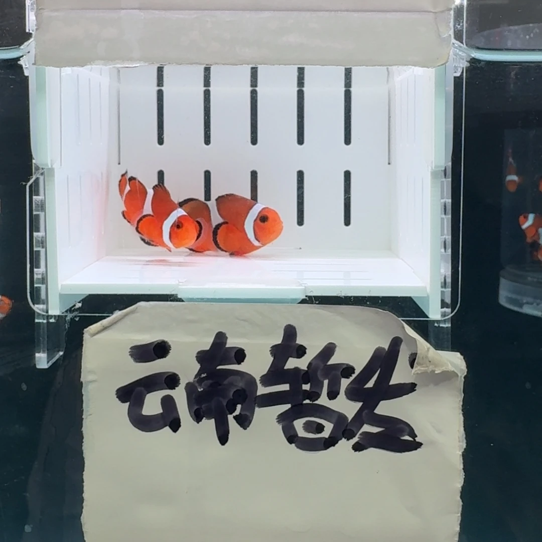 海水鱼4.5+配5+精品黑边公子一对