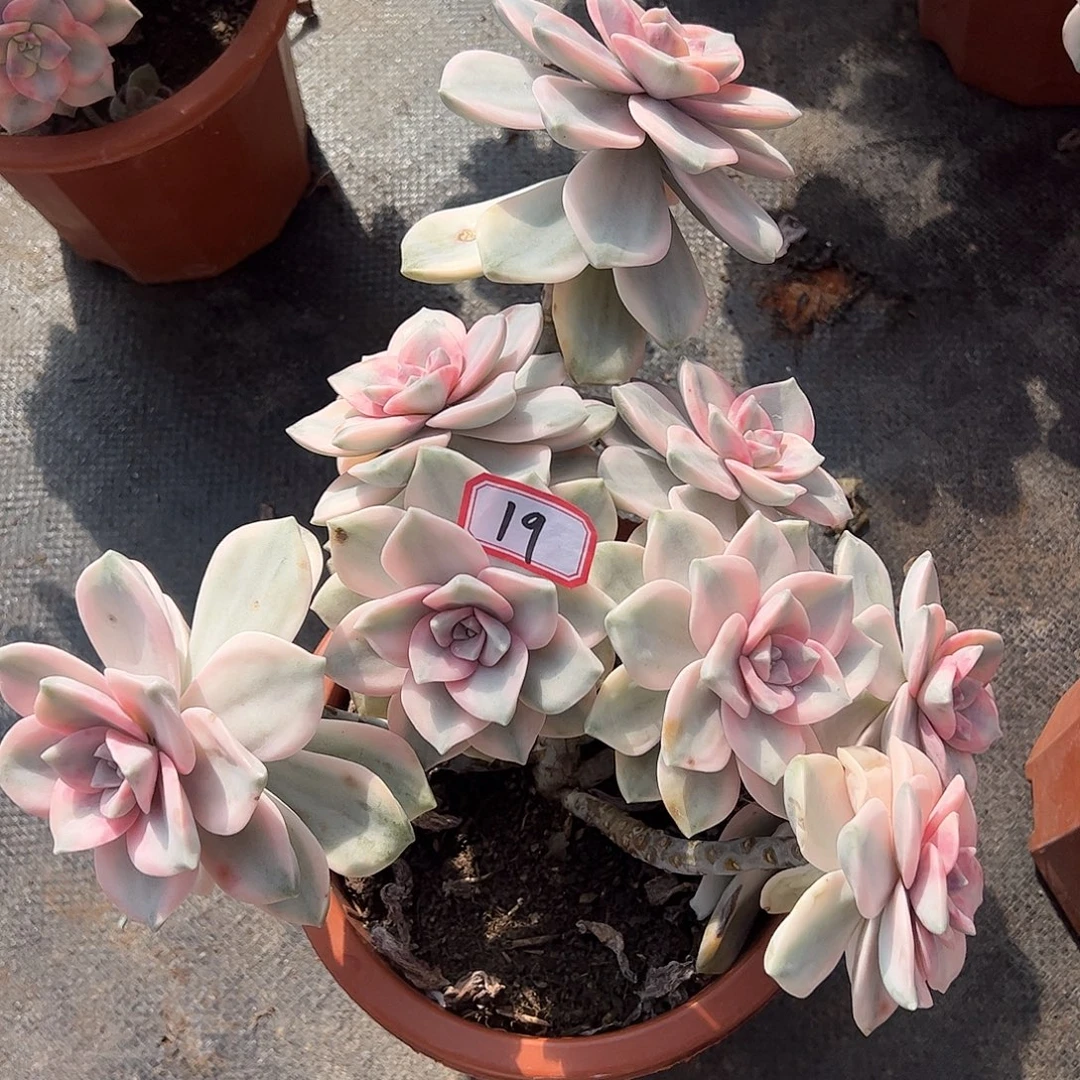 19号紫乐锦，一物一拍