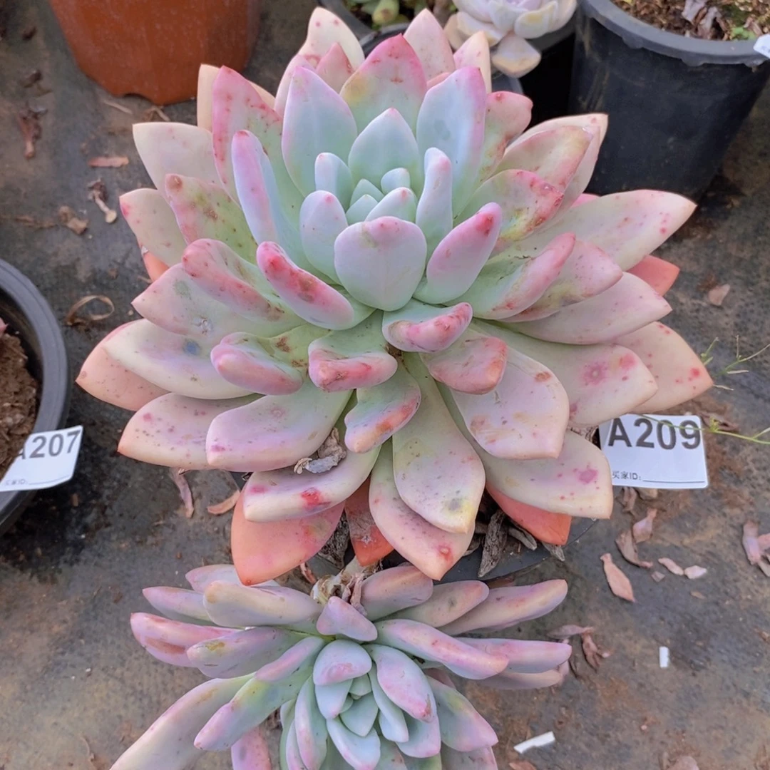 209奥普琳娜一物一拍