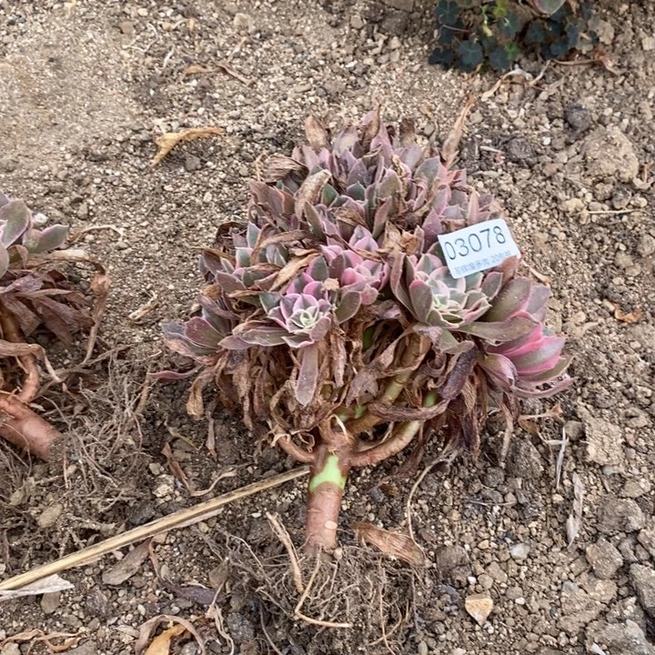 03078男神多肉植物