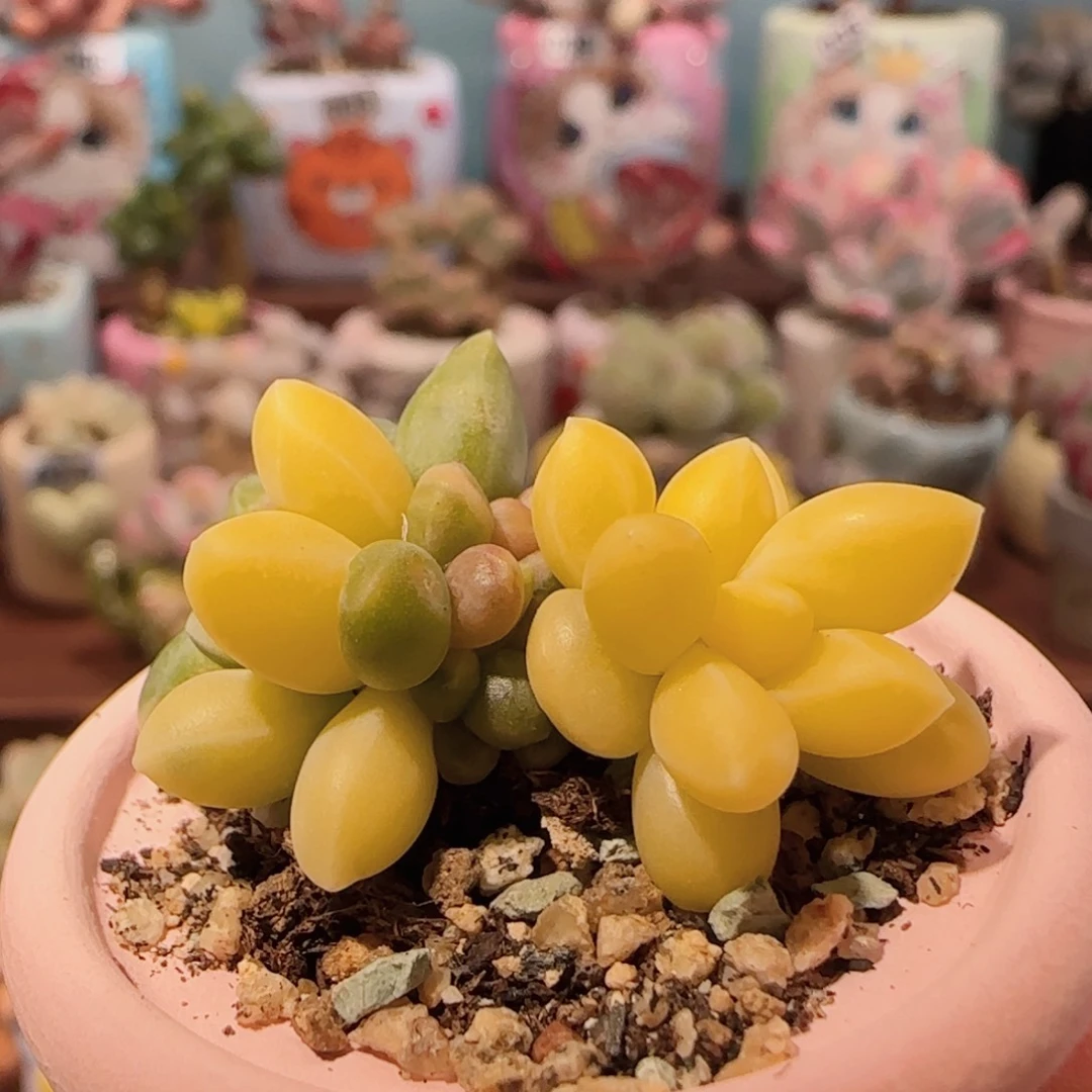 天空美人锦 盆口3cm