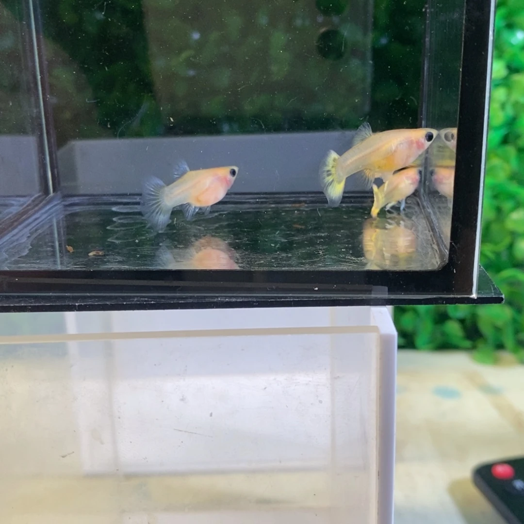 孔雀鱼小蜜蜂玻璃猫两对