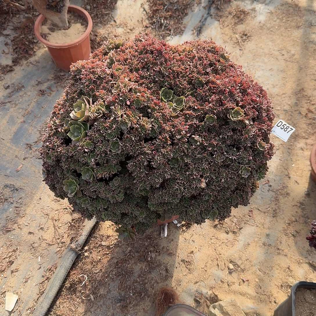 587玫瑰朵朵一颗呀呀