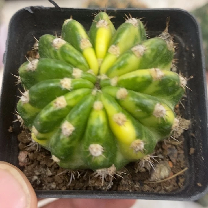 大豪丸锦特价福利