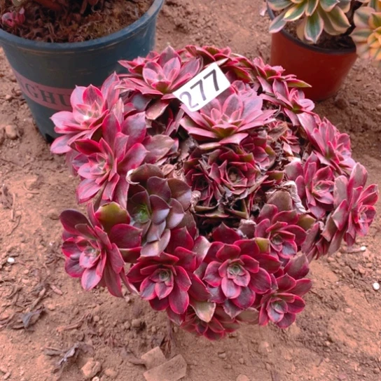 无花朵277多肉植物浣纱
