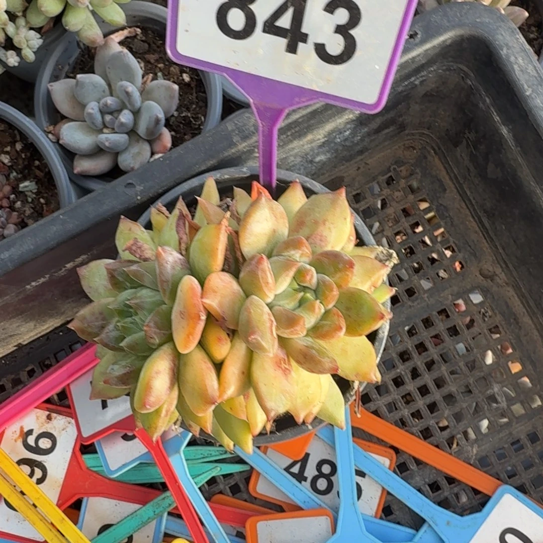 多肉植物植物个体843