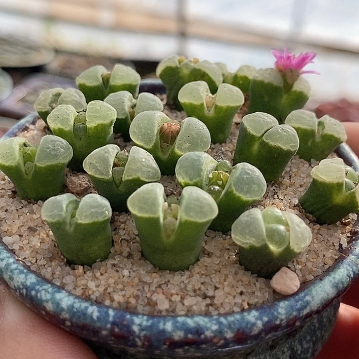 风铃y400一组两颗