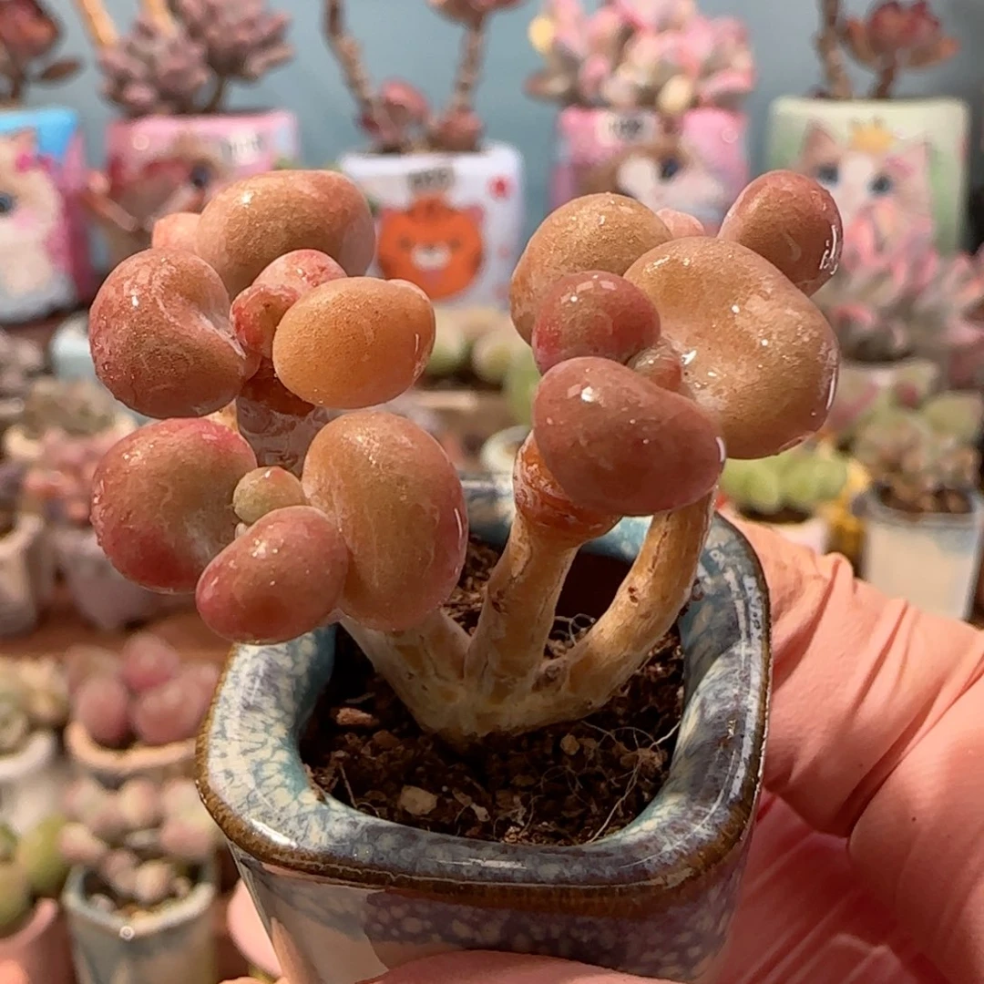 造型桃蛋 盆口2.5cm