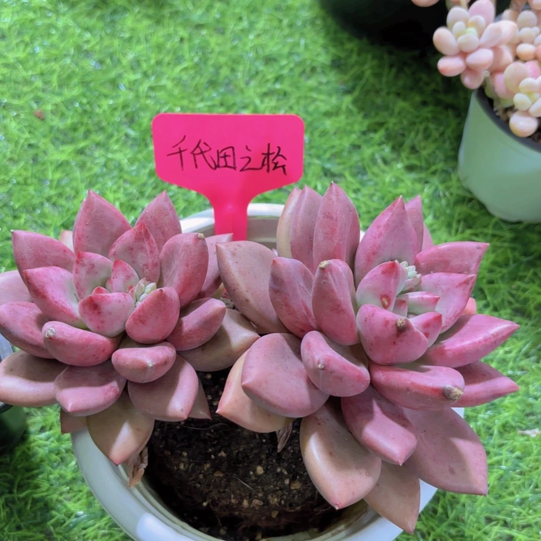 泡**夏我的小可爱小可爱们都好