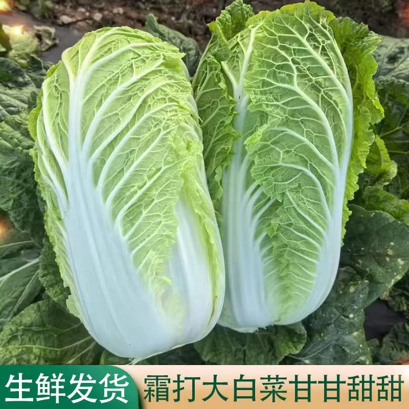 湖北农家大白菜新鲜蔬菜黄心霜打蔬菜当季包心菜现砍5斤9斤包邮