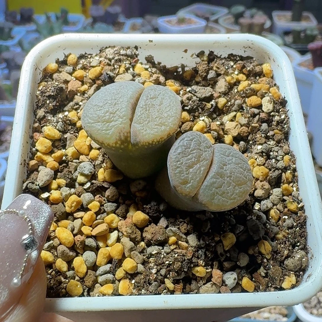 52号双头风铃一物一拍