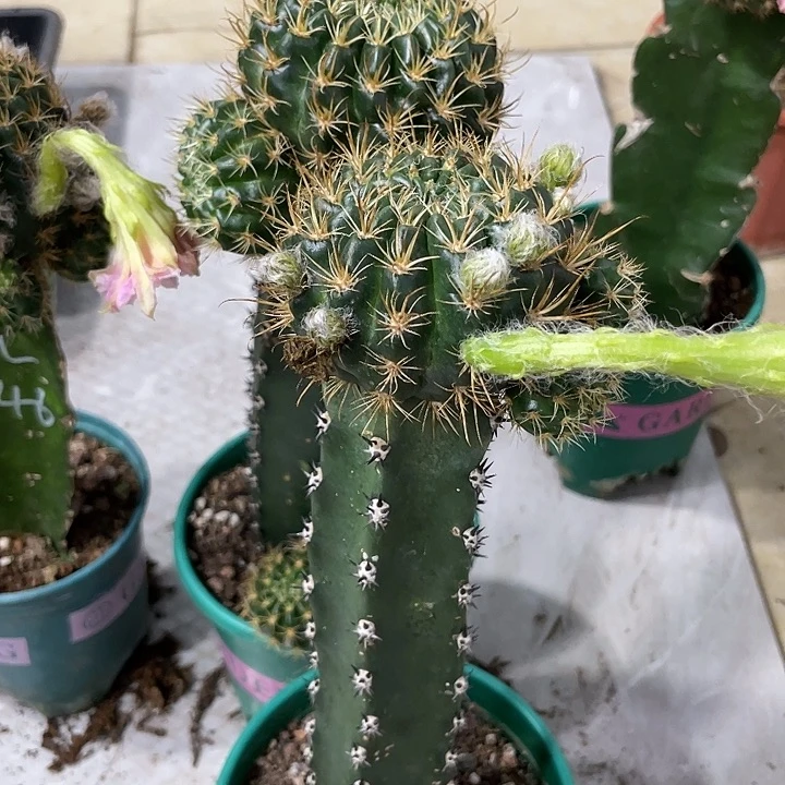 新品进口丽花Ｌ46袖铺母本