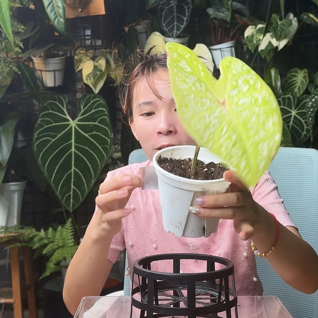 酸***冷无花朵一物一拍D111