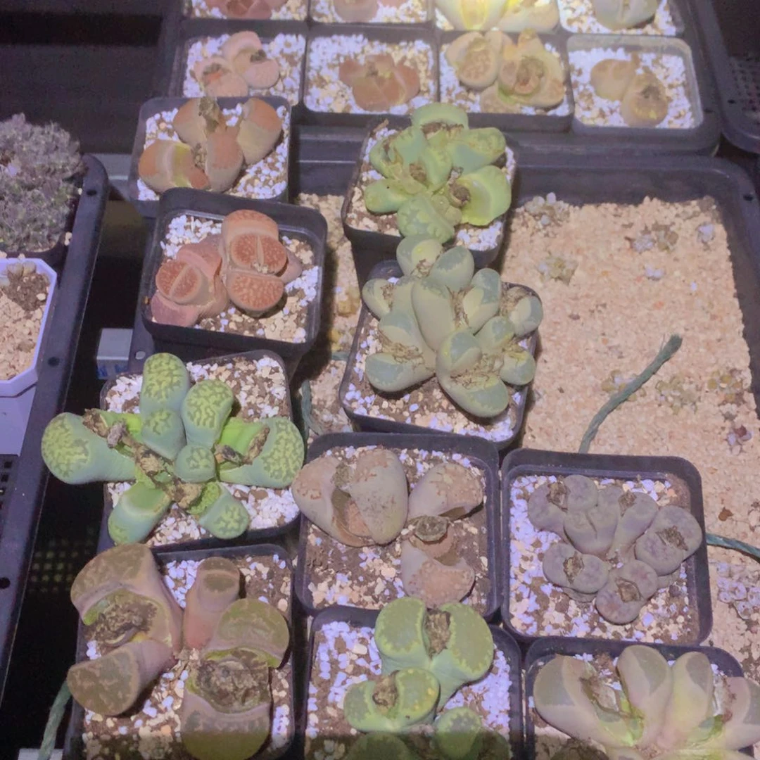 158698898888888888588688688