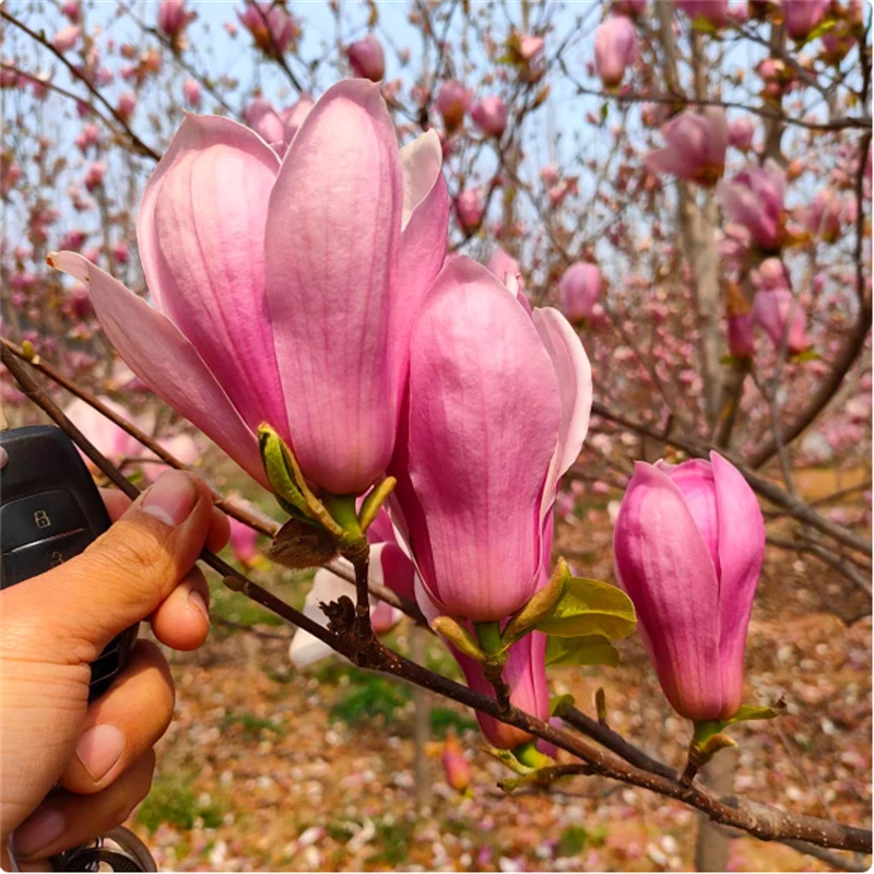 玉兰花树苗带花苞红白紫广玉兰花苗庭院四季花卉盆栽绿化耐寒大树