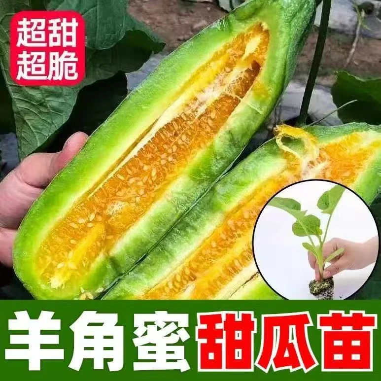 羊角蜜甜瓜苗 香瓜苗 带土秧苗