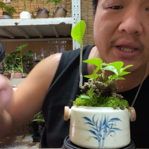 红陶一物一拍所见即所得114