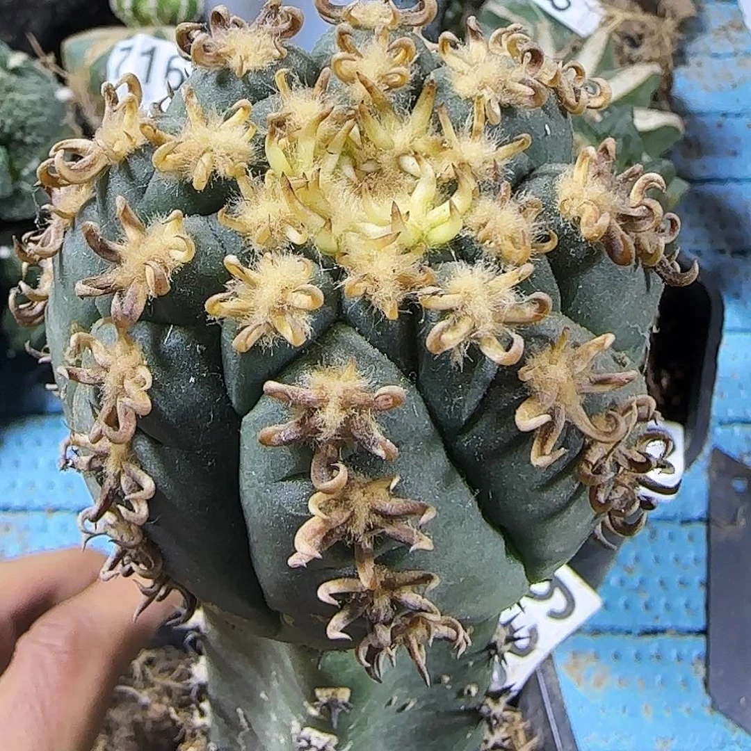 猫爪638仙人球开花