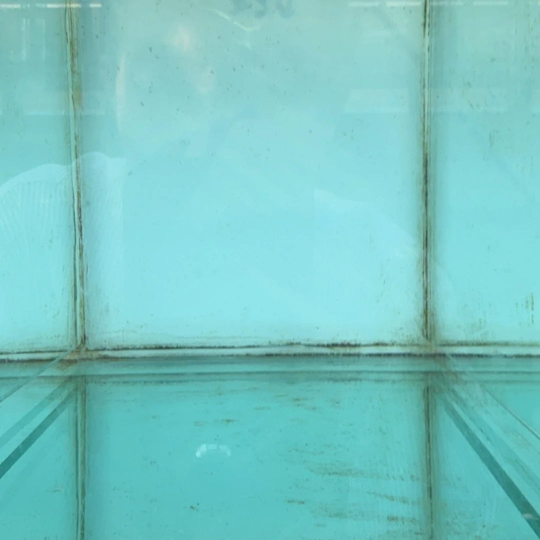 慈鲷1039黄金斑马mc.