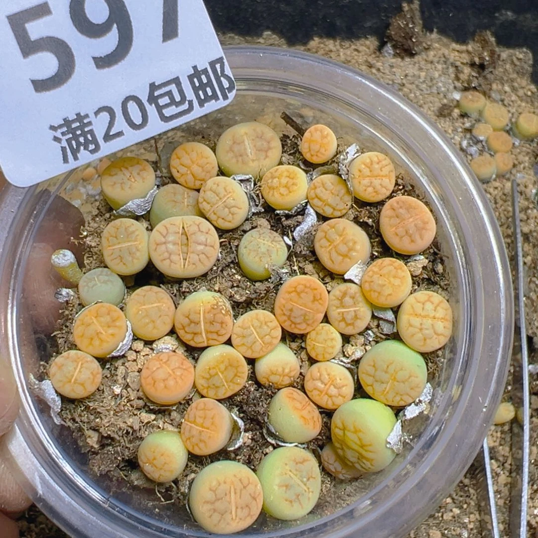 【闪购商品】 597。