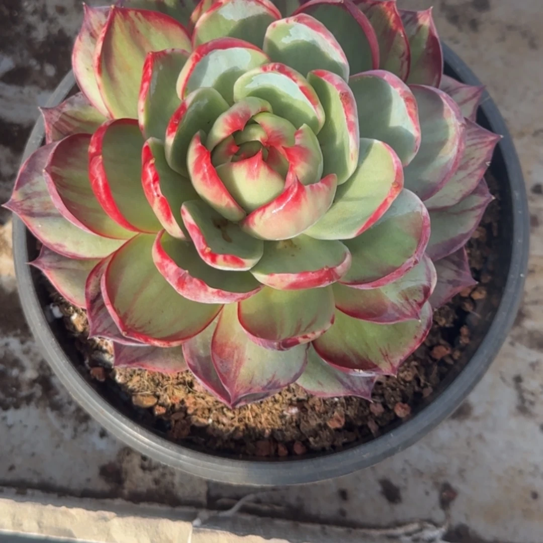 惊鸿仙子多肉植物A322