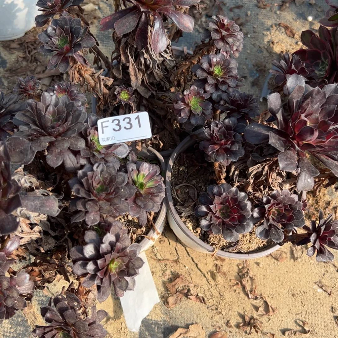 331黑铜壶法师多肉植物