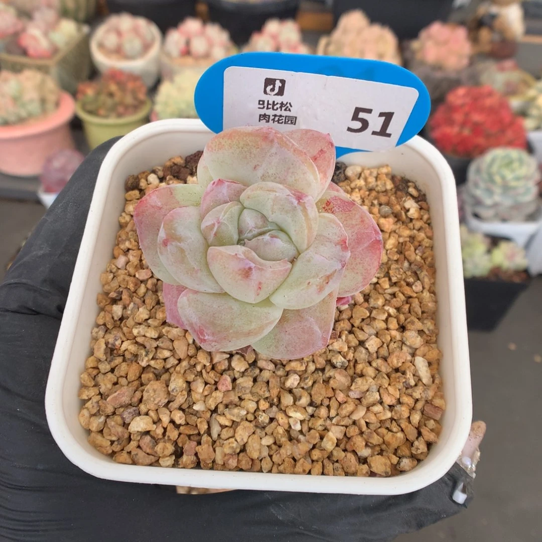 51 冰玉石化多肉多肉