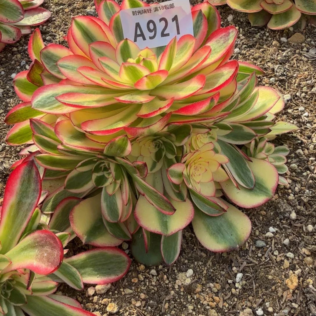 921荔枝。多肉植物
