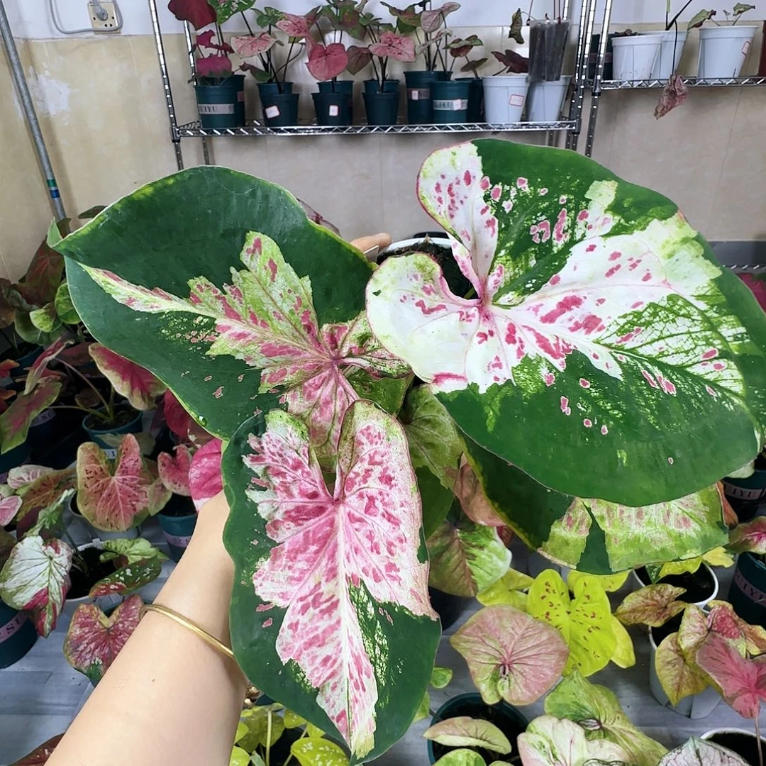 完全开放           12阿松凯