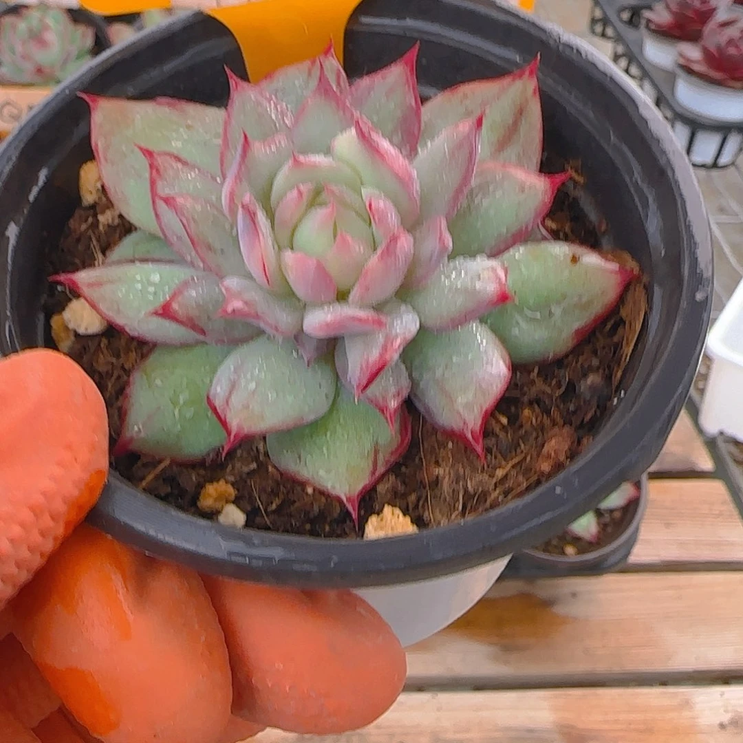 —***…Q62 惊鸿仙子多肉植物