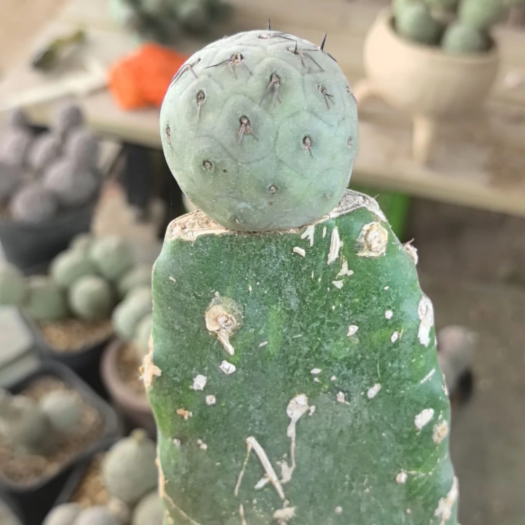 檐***雨习志野仙人球直播