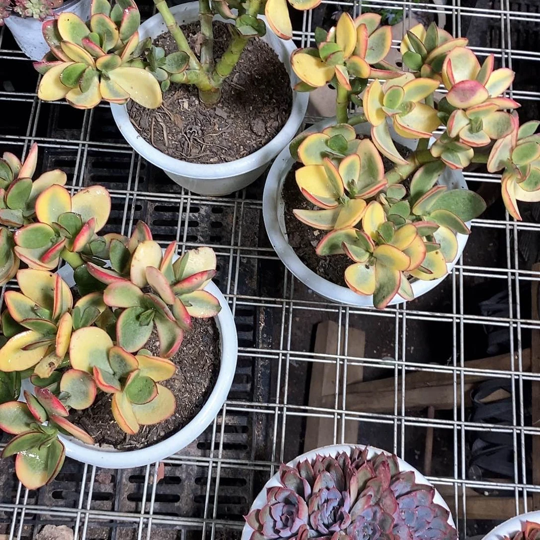 新花月锦1棵多肉植物