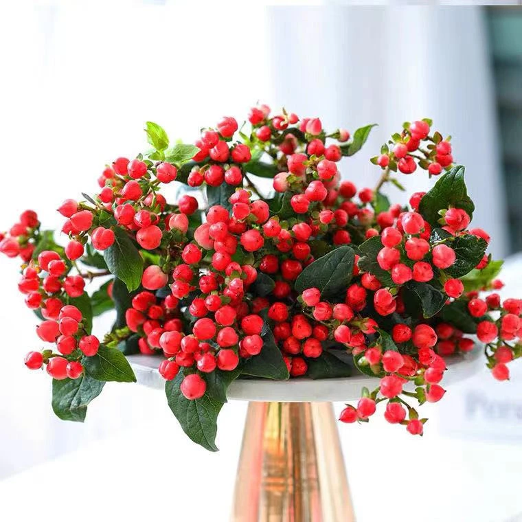 云南鲜花家用红豆（相思豆）10枝室内办公家居水养花鲜花室内家居