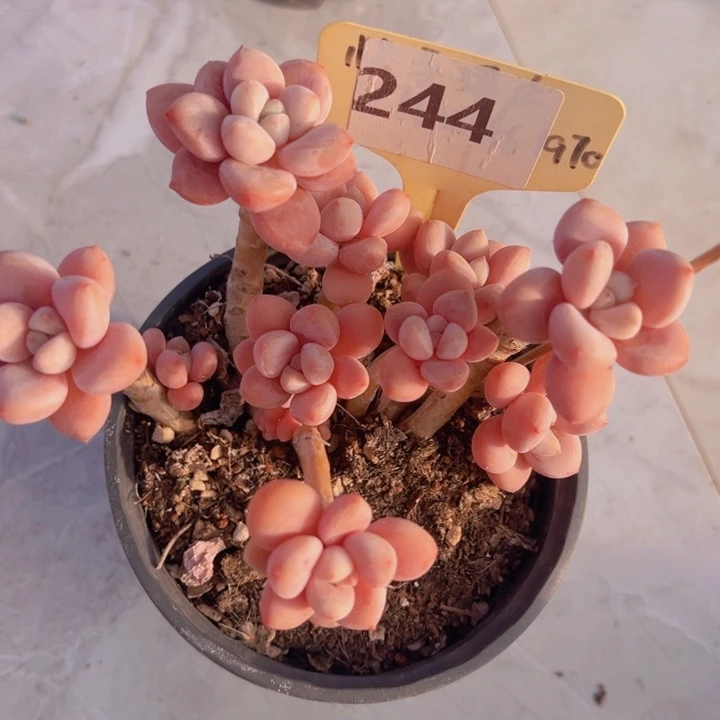 健健康康平平安安