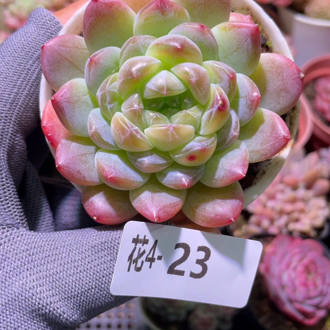 花利美 4-23秘境冰魄