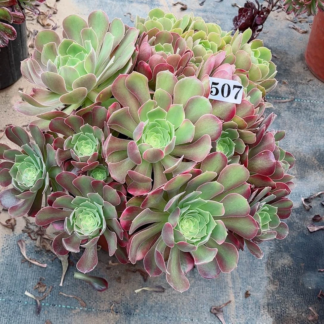多肉植物507多肉