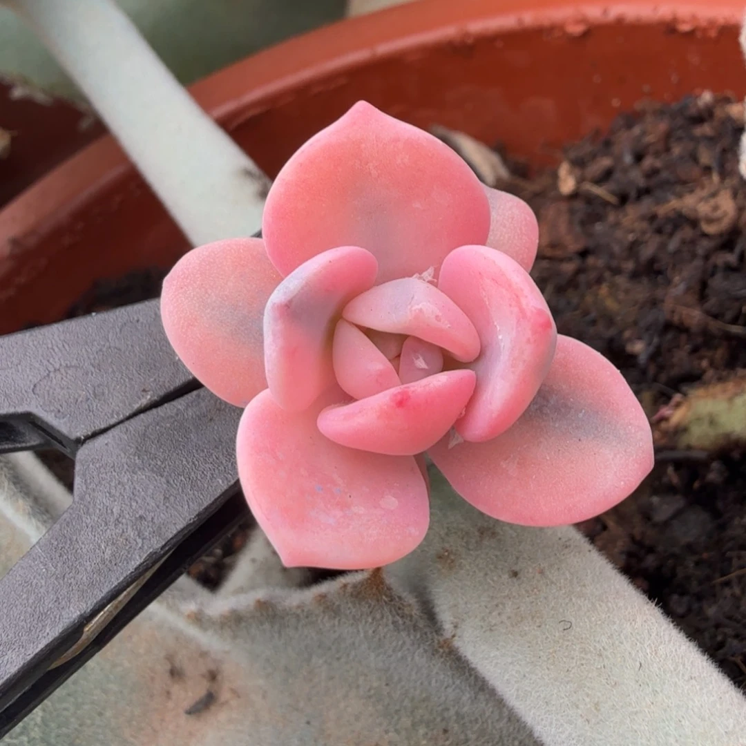 奶茶锦潜力股一颗多肉锦