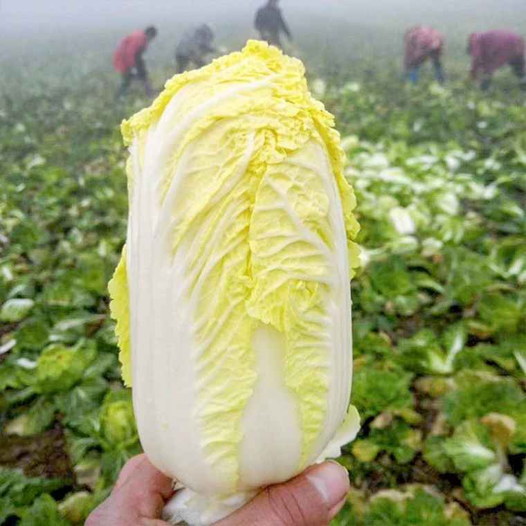 新鲜黄心娃娃菜霜打现摘清甜软糯火锅食材时令蔬菜黄心小白菜