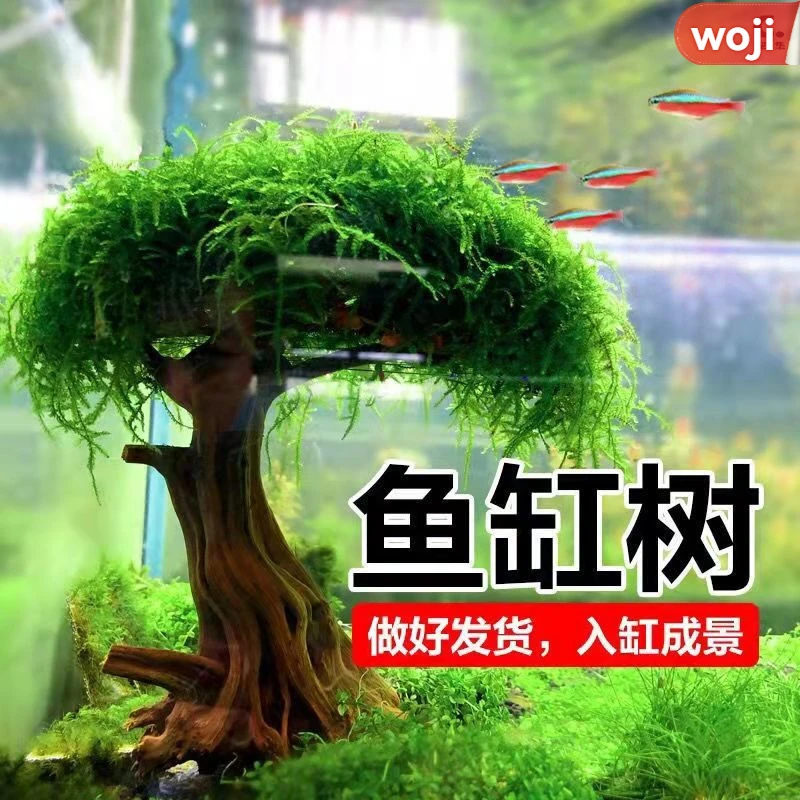 莫斯树鱼缸造景装饰沉木树垂泪莫斯水草迎客松生命之树小米缸造景