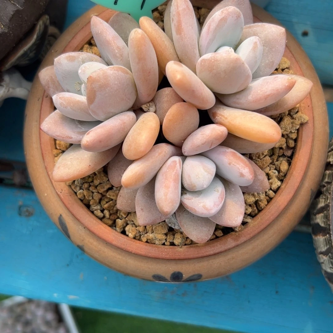 多肉植物一物一拍