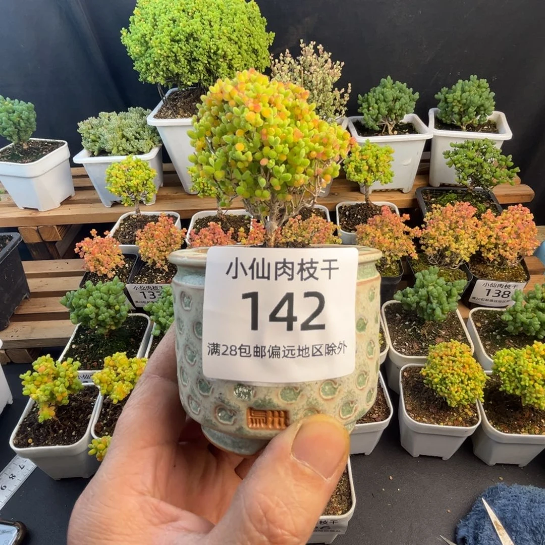 142枝干番杏带盆彩蜜橘