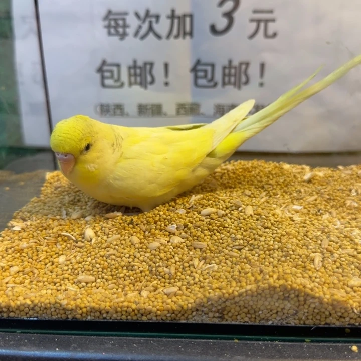 虎皮鹦鹉大头虎皮鹦鹉