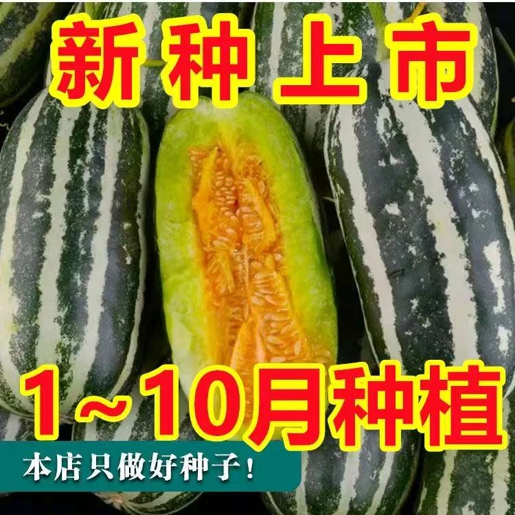 冰糖子甜瓜甜掉牙甜瓜种子薄皮超甜花皮瓜四季庭院阳台水果种子G