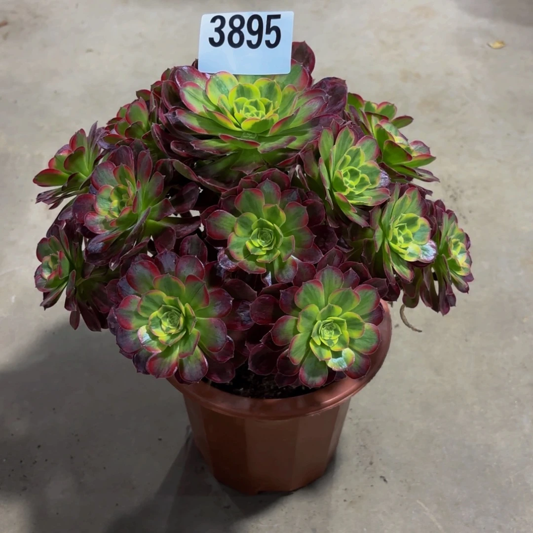 无花朵3895安娜111111